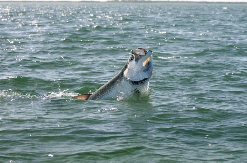 amazing fish - tarpon0001large.jpg